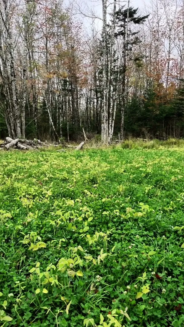 Clover on the finished food plot