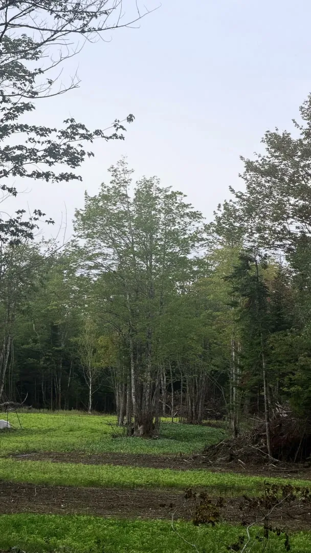 The food plot ground